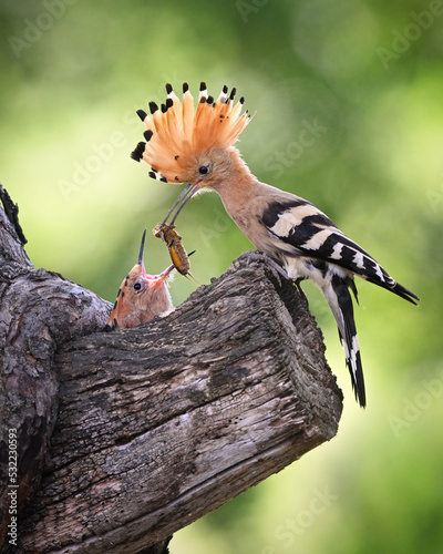 Hoopoe adult feeding their young by mole-crickets in the nest in the old apple tree