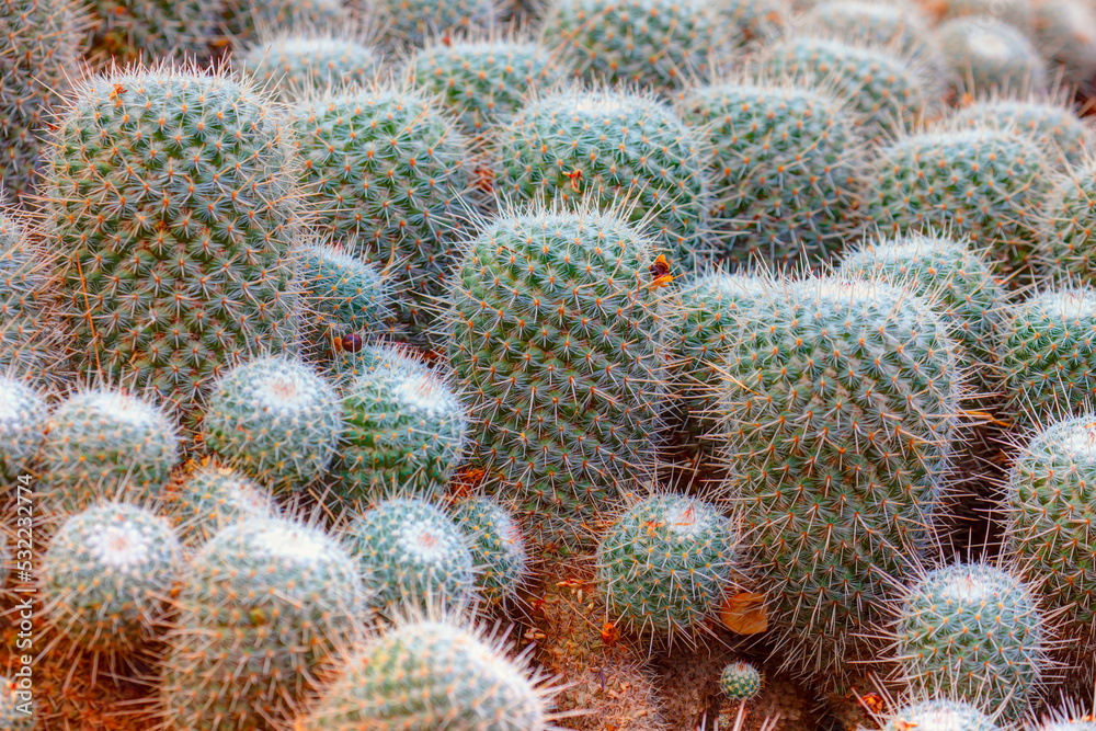 Green prickly cactus top view on a background of stones Green prickly cactus top view on a background of stones