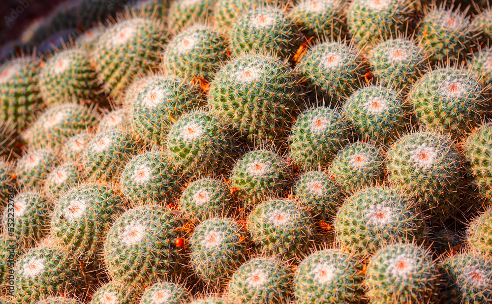 Green prickly cactus top view on a background of stones Green prickly cactus top view on a background of stones