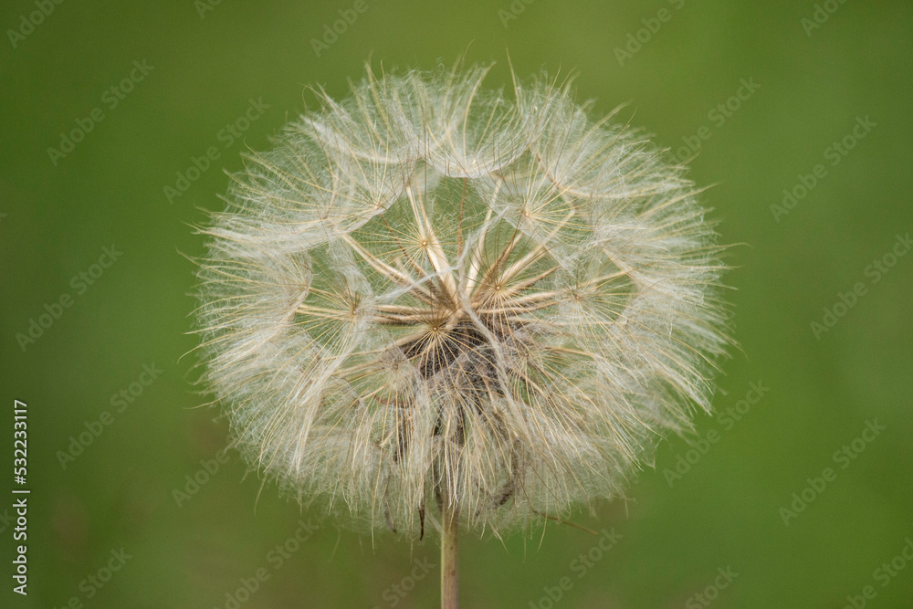 Fototapeta premium Pusteblume