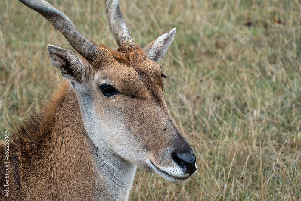Naklejka premium Close up of an impala in the wild