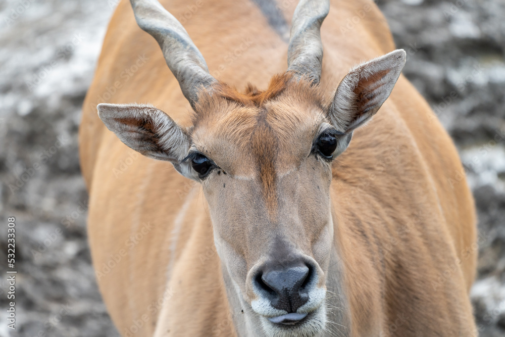 Close up of an impala in the wild Close up of an impala in the wild