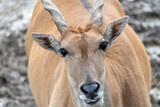 Close up of an impala in the wild