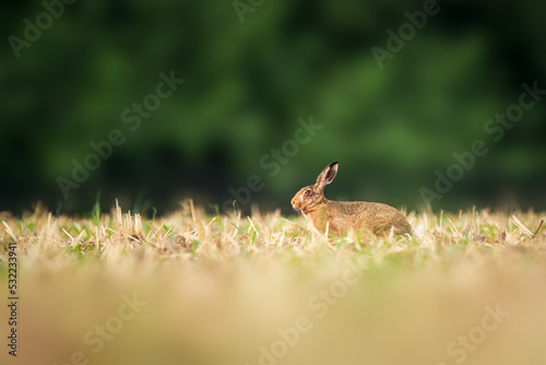 rabbit in the field with forest in the background © Hajakely