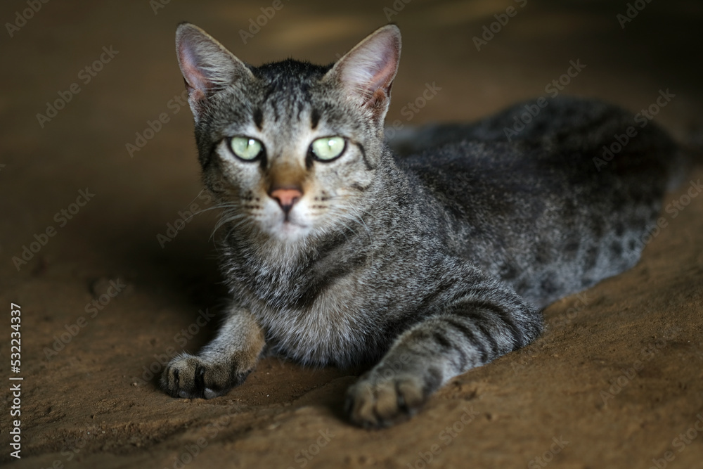 Indian cat closeup face image, Black and white Indian cat with Beautiful Yellow eyes side pose seating with relaxing mood, close up domestic Cat, blur background.