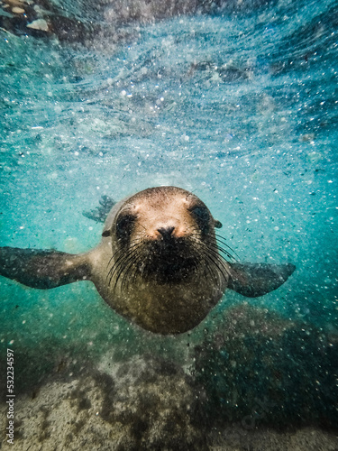 sea lion face to face photo