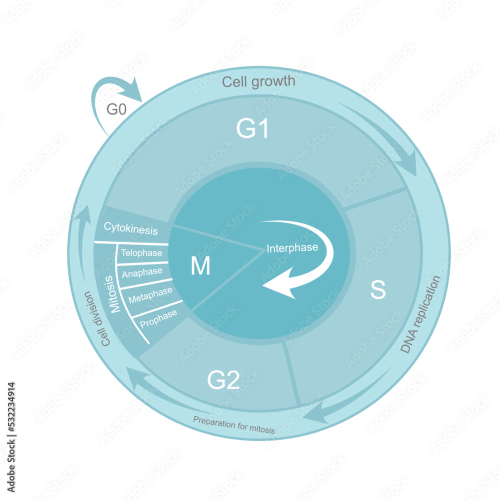 The cell cycle diagram that including important process of cell growth ... Biology Diagrams