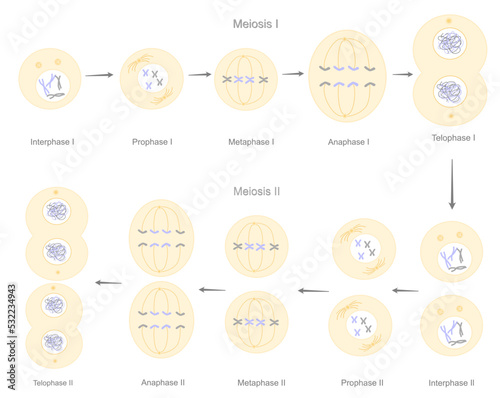 The Meiosis stages of reproductive cell division that contain the meiosis l and ll process : Interphase, Prophase, Metaphase, Anaphase and Telophase