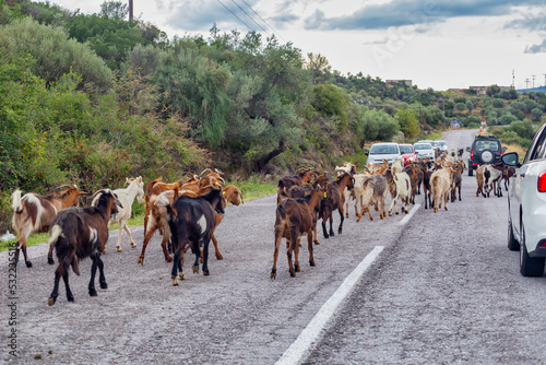 Goats herd crossing the road