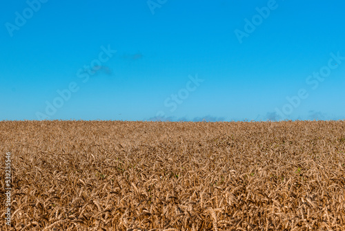 Wheat field against the blue sky on a sunny day.