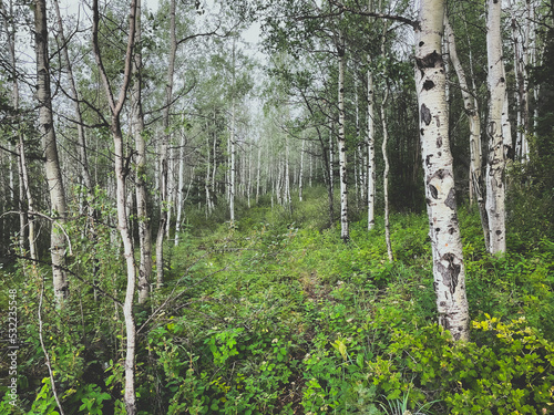 Fototapeta Naklejka Na Ścianę i Meble -  Grove of beautiful white aspen trees in Alberta, Canada.