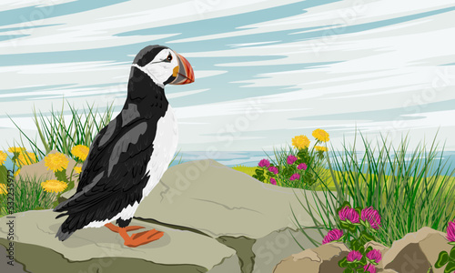 The Atlantic puffin looks out over the ocean from a large rock on a blooming summer shore. Scandinavian bird Fratercula arctica or common puffin. Realistic vector landscape