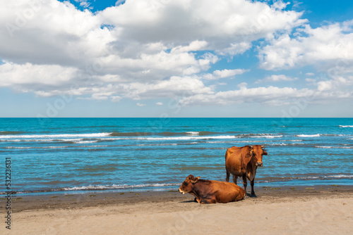 Cows rest on the seashore