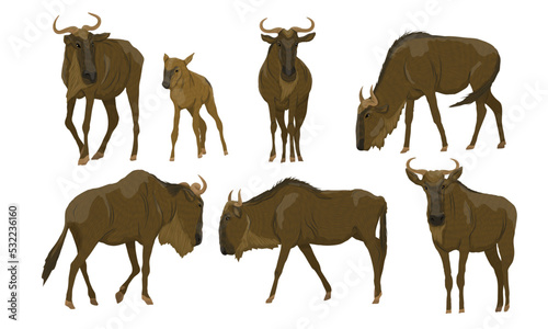 Set of blue wildebeest. African herbivore Wildebeest gnu in different poses. Realistic vector animals © AnnstasAg