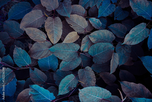 blue plant leaves in the nature in fall season, blue background photo