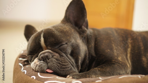 french bulldog puppy sleeping photo