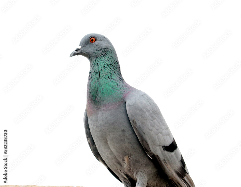 Fototapeta premium pigeon isolated