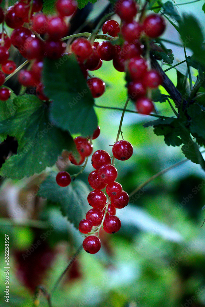 red currant. Macro shot of ripening red currant berries. High quality photo red currant. Macro shot of ripening red currant berries. High quality photo