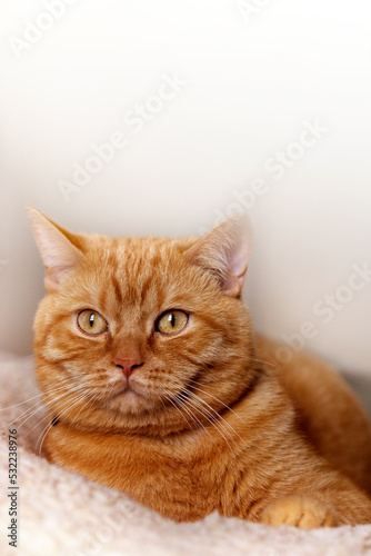 Portrait of  Red Cat. Cute red cat © Kate Pasechnik