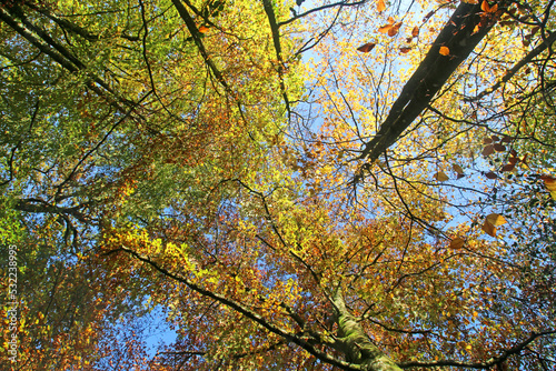 Looking up at trees in Autumn 