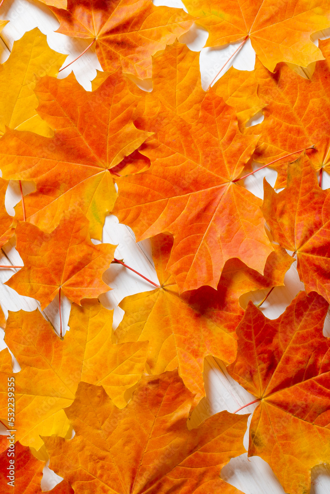 Fototapeta premium Yellow maple leaves lie on a white wooden table. Autumn background