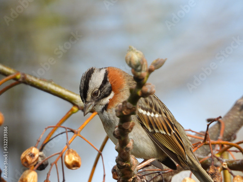 Pájaro pequeño en una rama Zonotrichia capensis 