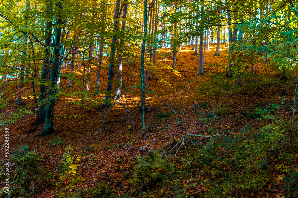 Obraz premium autumn forest in the autumn