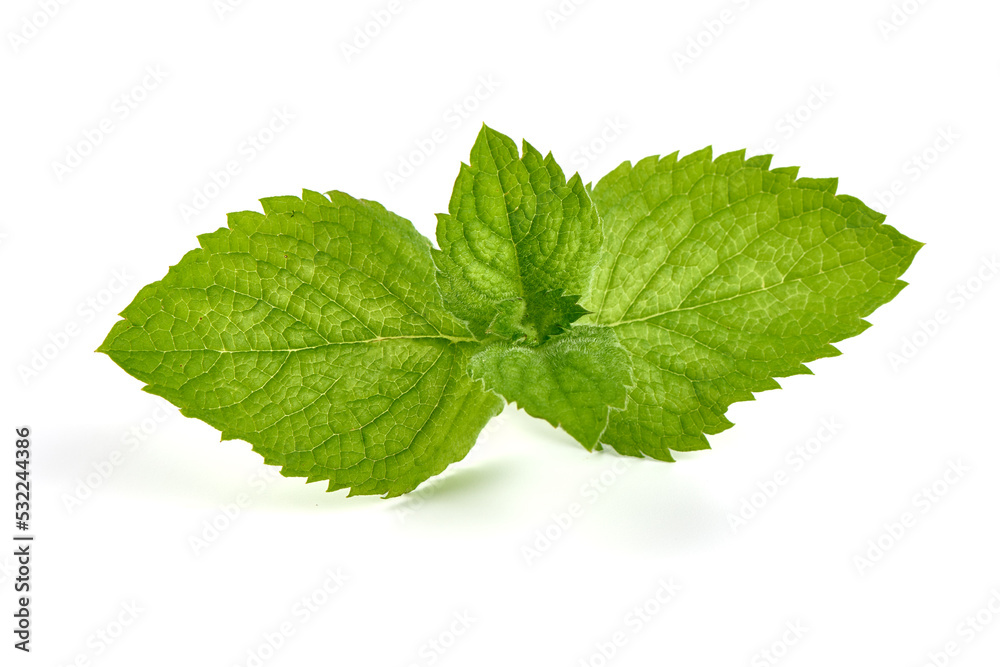 Fresh green mint, isolated on white background. Fresh green mint, isolated on white background.