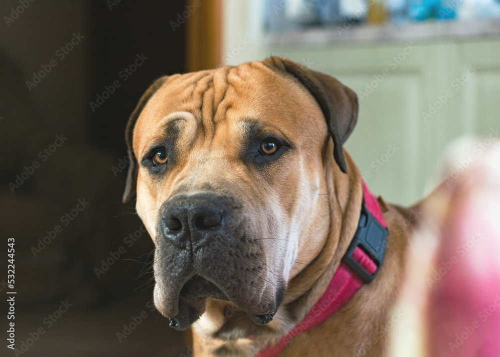 Boerboel or Boerboel - a breed of dog that originated in South Africa, belongs to the group of molossians, mastiffs. close-up
