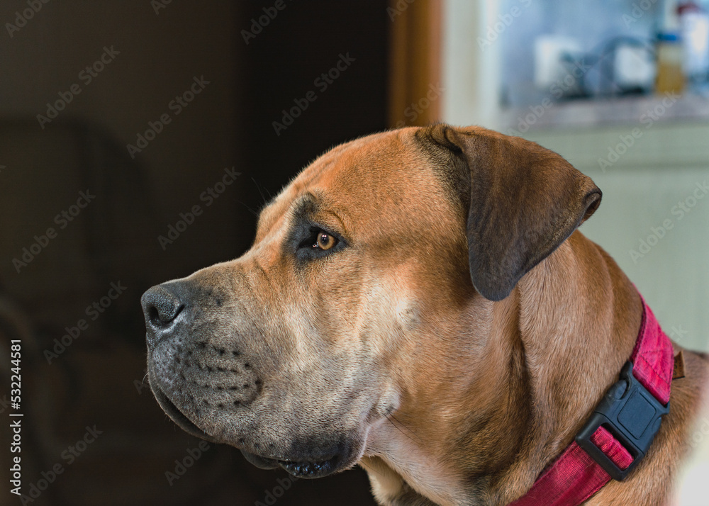 Boerboel or Boerboel - a breed of dog that originated in South Africa, belongs to the group of molossians, mastiffs. close-up Boerboel or Boerboel - a breed of dog that originated in South Africa, belongs to the group of molossians, mastiffs. close-up