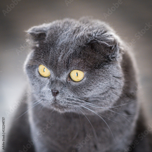 Very nice gray cat with yellow eyes and furry. Calm pet looking.