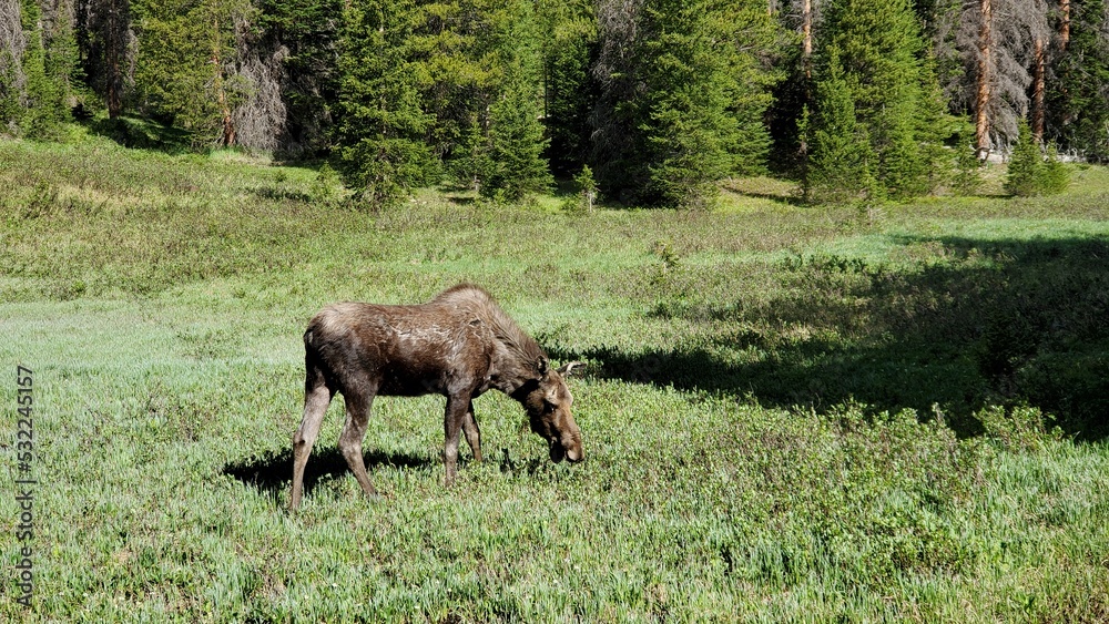 Moose grazing near Irene Lake, Rocky Mountain National Park, Colorado Moose grazing near Irene Lake, Rocky Mountain National Park, Colorado