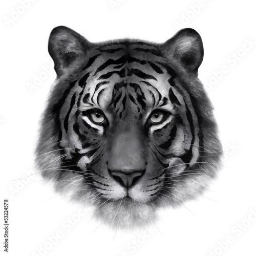 Portrait of a tiger with charcoal technique.  ACN05 