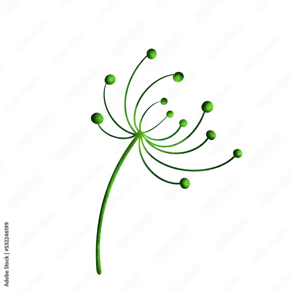 Inflorescence dill seeds umbrellas isolated on a white background