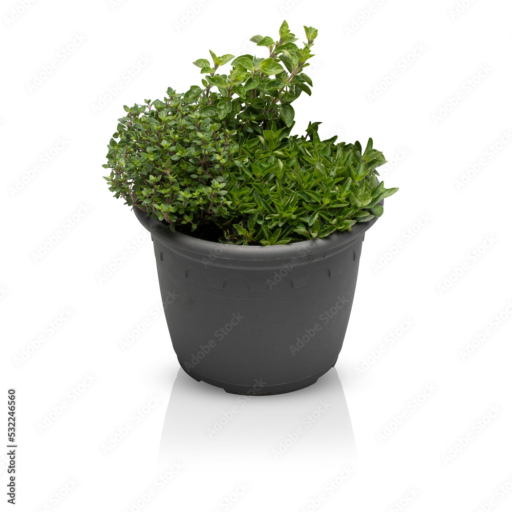 Fototapeta premium Parsley herb, basil leaves cut out transparent background