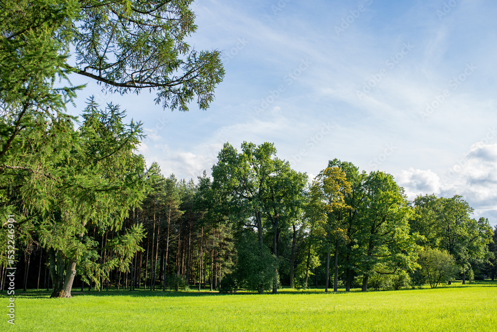 Obraz premium A forest with pines and trees and a clearing with green grass. Beautiful landscape, sunny nature.