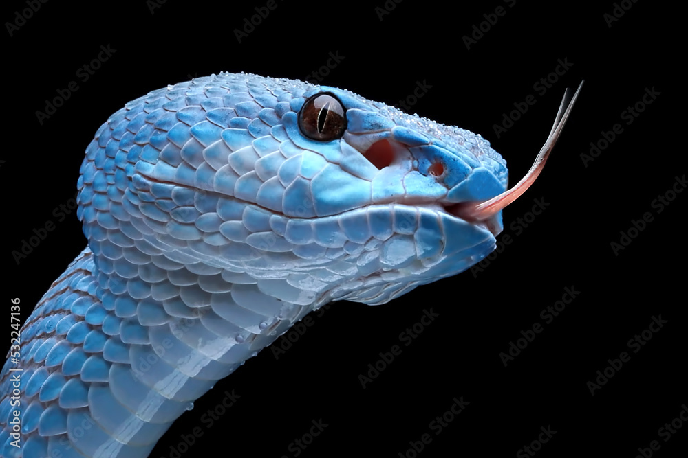 Fototapeta premium Blue viper snake closeup head on black background