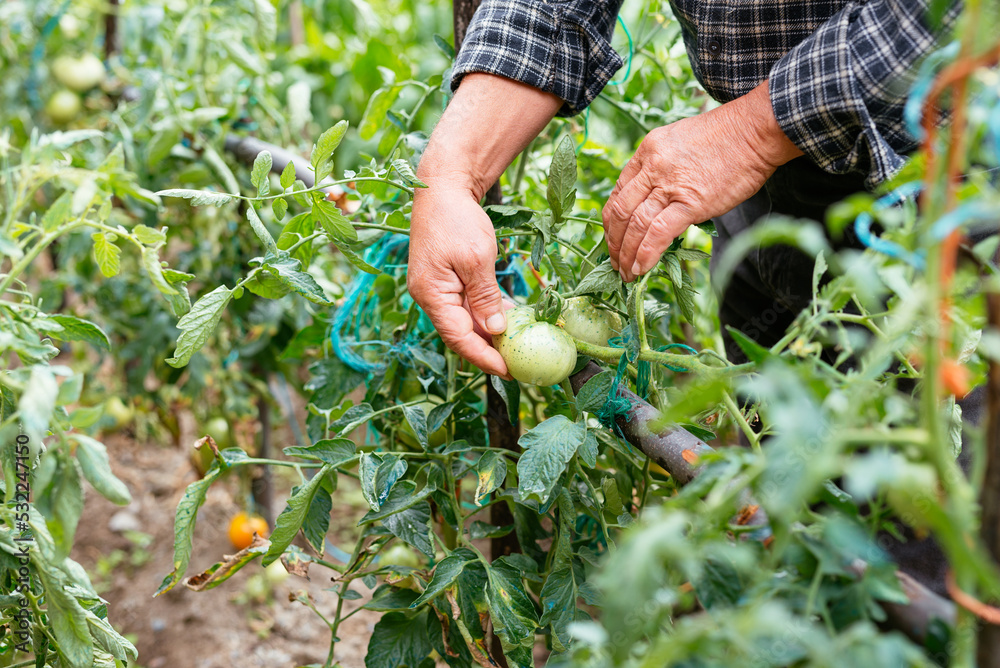 © ADDICTIVE STOCK - Unrecognizable man checking tomatoes on farm © ADDICTIVE STOCK - Unrecognizable man checking tomatoes on farm