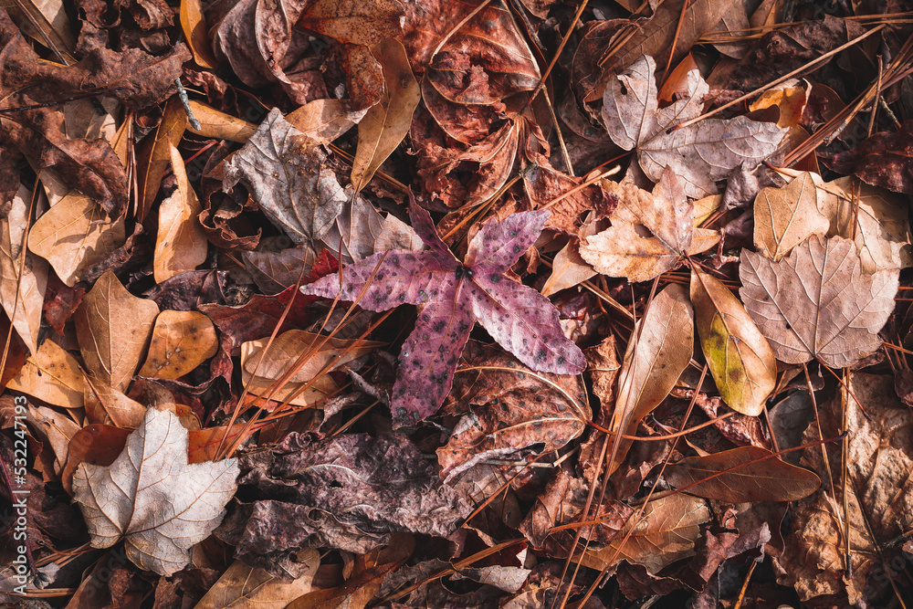 autumn leaves on the ground