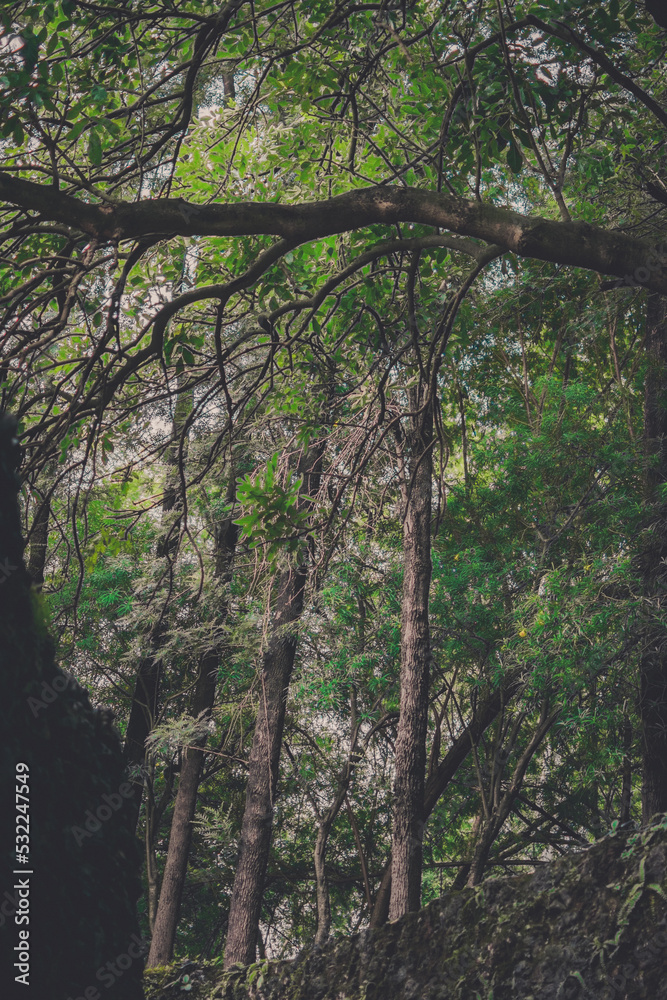 trees in the forest - beautiful green trees over top of clip trees in the forest - beautiful green trees over top of clip