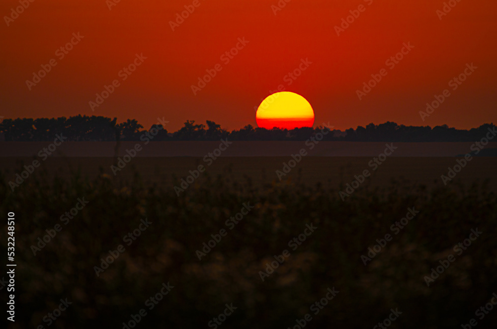 Dry grass blowballs on evening sunset background