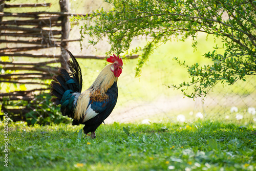 A cock grazing on green backyard grass photo