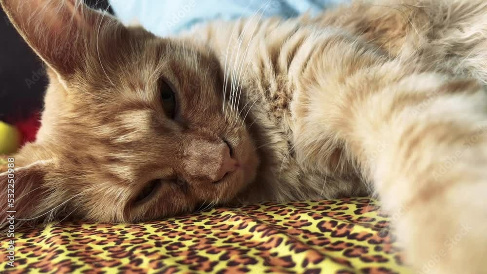 Ginger