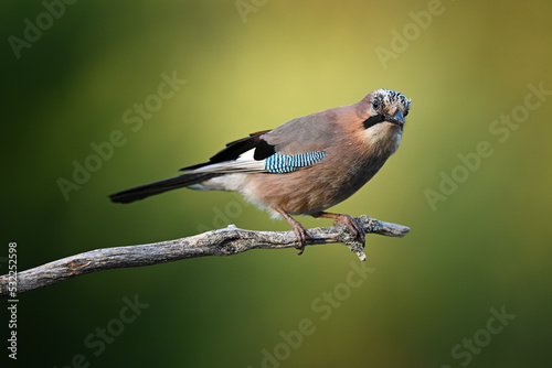 Stampa su tela Eurasian jay perched on an old dry branch on green background