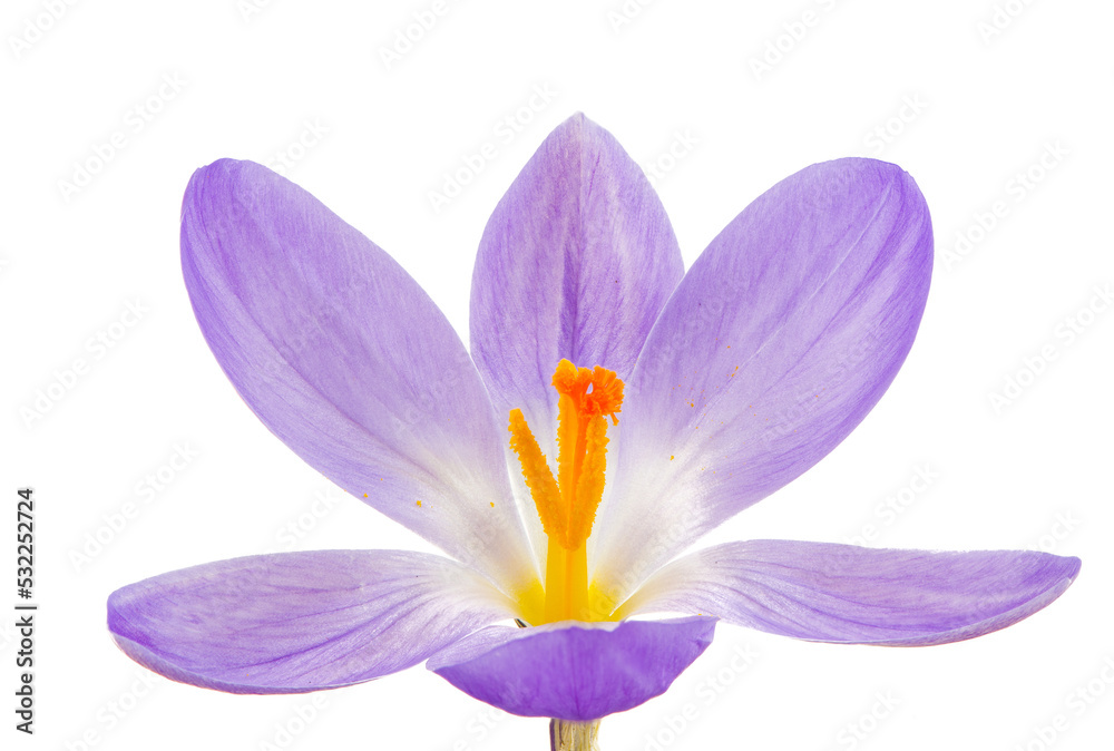 Macro of a isolated purple crocus flower