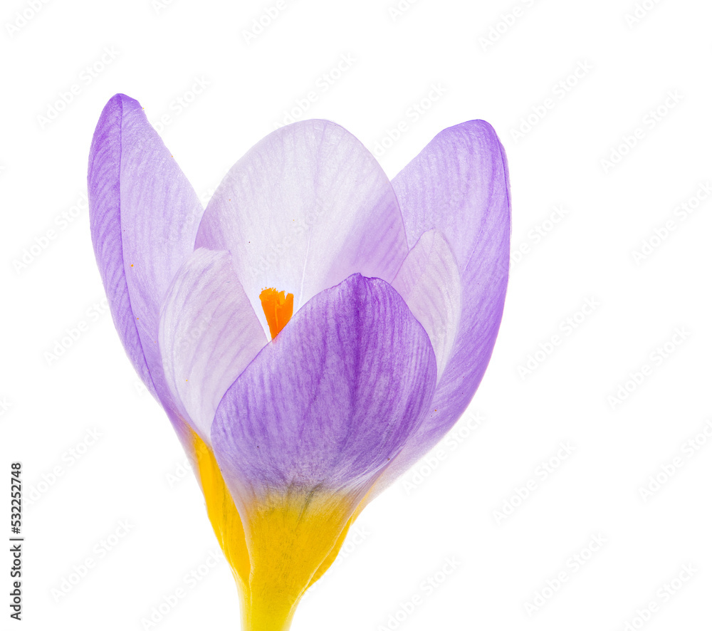 Macro of an isolated purple crocus flower blossom