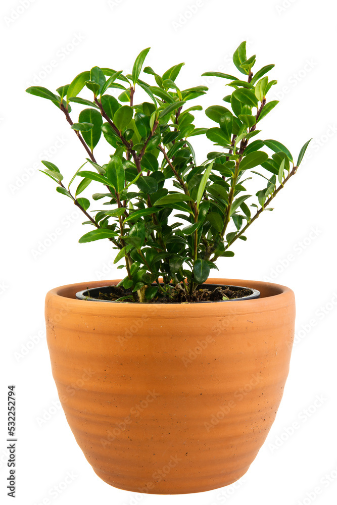 Closeup of an isolated potted ilex crenata bush