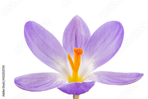 Macro of a isolated purple crocus flower