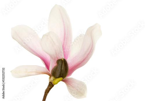Pink blossom of a magnolia tree