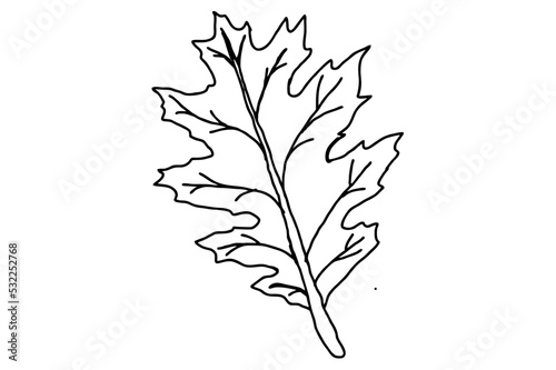 Autumn Leaf Line Art Vector